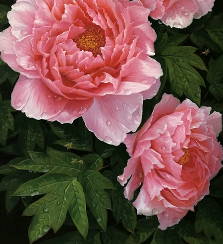 "Majestic Prosperity" – Original Hyper-Realistic Peony Oil Painting by Merited Artist Pak Hyon Chol G2566